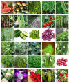Vegetable Seeds. 