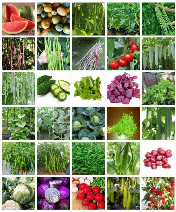 Variety%20Of%20Vegetable%20Seeds%20With%20Instruction%20Manual%20for%20Home,%20Garden%20and%20Terrace%20High%20Quality%20-%20Image%204