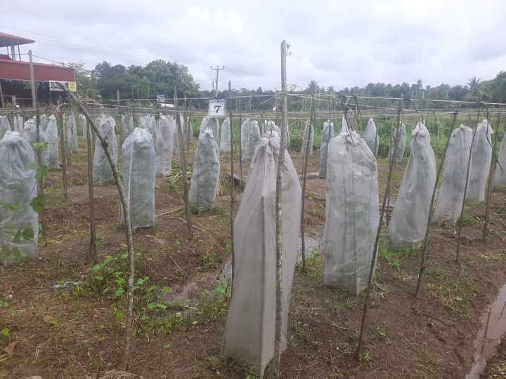 Banana%20Fruit%20Bunch%20Cover%20Vegetable%20Plant%20Cover%20Anti%20Insert%20Fabric%20Protection%20Home%20Gardening%20Agriculture%20-%20Image%203