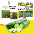 Cucumber Green Long Seeds 1g කොළ පිපිඤ්ඤ බීජ  Home Gardening Agriculture. 