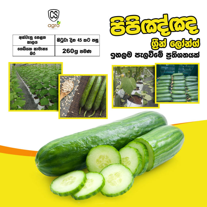 Cucumber Green Long Seeds 1g කොළ පිපිඤ්ඤ බීජ  Home Gardening Agriculture