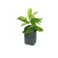 Jam Pera Plants,Natural Guava Plants,Live Jam Guava Plants,Natural Fruits Plants. 