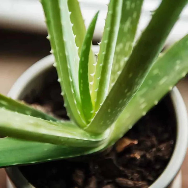 Aloe%20vera%20Herbal%20plant%20with%20White%20Pot%20-%20Image%209