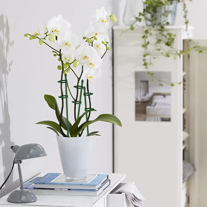 20%20Pack%20Plant%20Support%20Stakes%20Flower%20Support%20Stake%20Adjustable%20Garden%20Single%20Stem%20Floral%20-%20Image%207