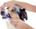 Pets First Softest Bristle Dog Toothbrush (Long Double Side). 