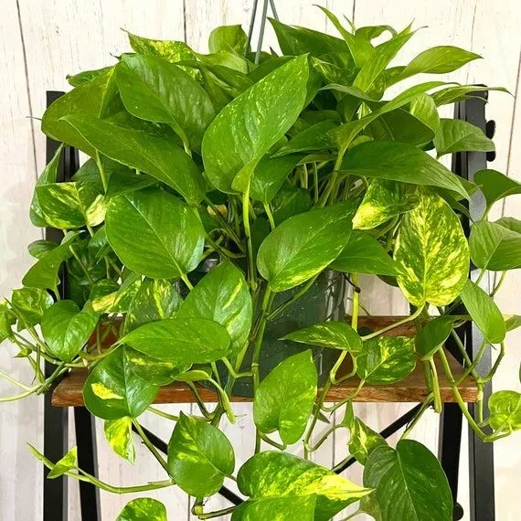 Lucky%20Plants%20/poths/air%20Purifying%20Plant/Money%20Plant/Home%20Decor%20Plant%20-%20Image%206