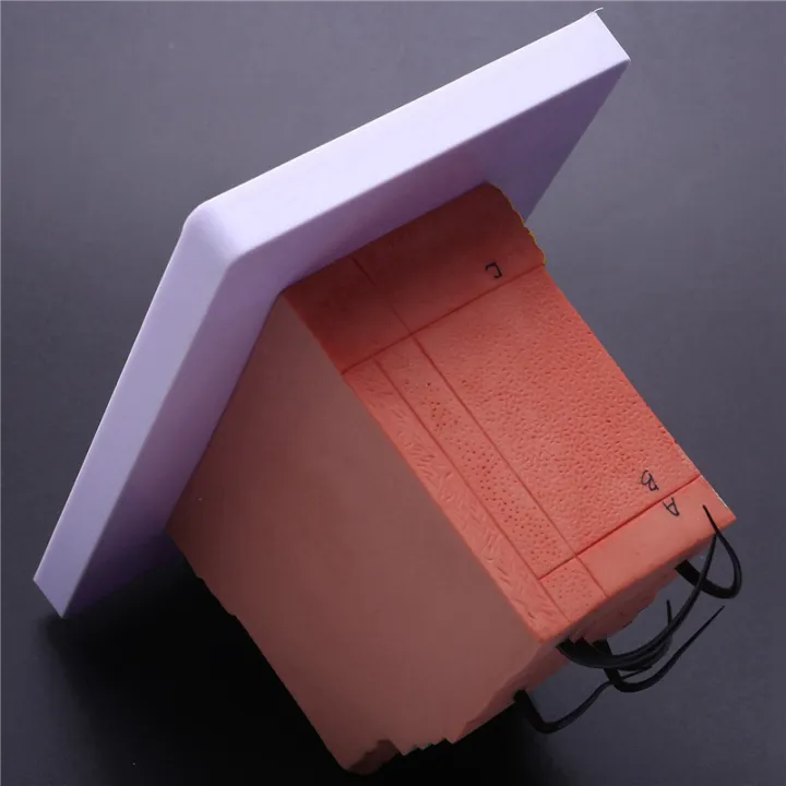 OUMERY Skin Model, 35X Skin and Hair Structure Enlarge Model Anatomical ...