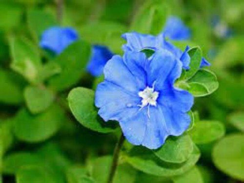 Vishnukanthi flower plant