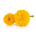 Marigold Seeds 0.5g දහස්පතියා බීජ Dahaspethiya beeja Home Gardening Agriculture. 