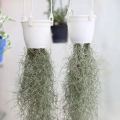 Air Plant- Spanish Moss -Tillandsia Usneoides Aka. 
