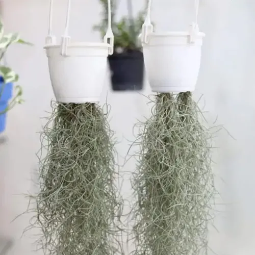 Air%20Plant-%20Spanish%20Moss%20-Tillandsia%20Usneoides%20Aka%20-%20Image%206