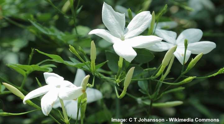 Six%20Varieties%20of%20Jasmine%20Plants%20Collection:%20A%20Symphony%20of%20Fragrance%20and%20Beauty%20-%20Image%207