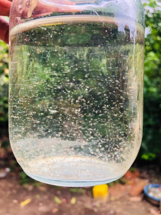 Moina culture for Little fish