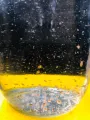 Daphnia Culture for Little Fish. 