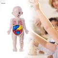 Human Body Toy Human Body Organs Awareness Removable Organs Toys Body Parts Organs for Gift. 
