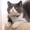 Pet Accessories Decorative Cat Fish Collar Adjustable Soft Cat Fish Necklace Cartoon Pet Striped Collar Birthday Party. 