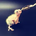 5Pc Baby Bird Pointed Feeding Spoon Stainless Steel Milk  Parrot Feeder. 