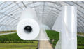 UV Treated Polythene for Greenhouse polytunnel 200 Micron 6M width Made in Israel. 