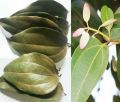 Cinnamon leaves Dried/ cinnamon tea/spices/herbs/. 