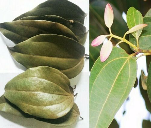 Cinnamon%20leaves%20Dried/%20cinnamon%20tea/spices/herbs/%20-%20Image%203