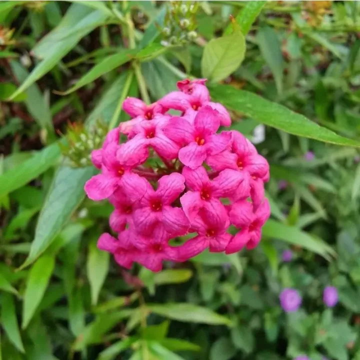 panama%20rose%20plant%20-%20Image%202