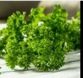 Pasley Seeds For Home Garden. 