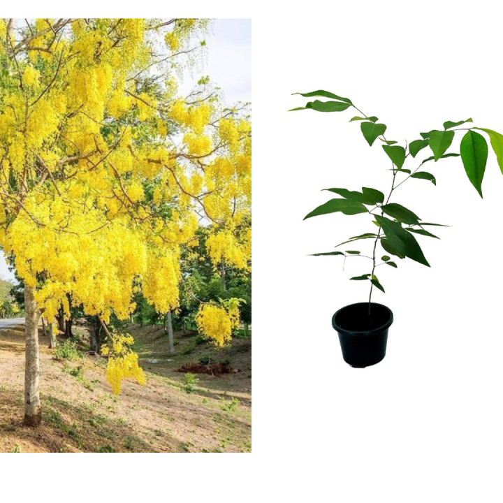 Ehela Plant ( golden Shower plant)