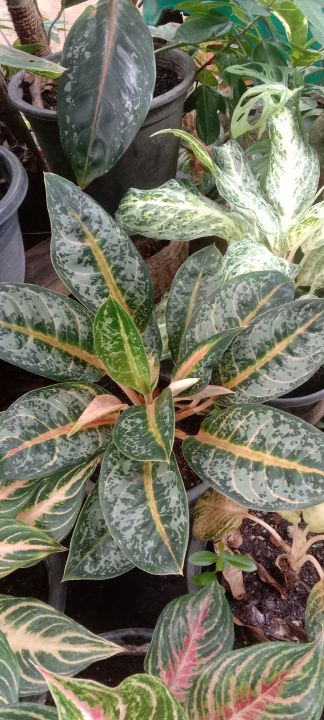 Aglaonema%20Pink%20Panama%20-%20Image%202