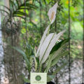 Peace Lilies - Live Plant, Indoor Plant. 