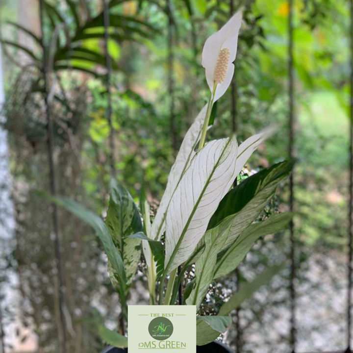 Peace%20Lilies%20-%20Live%20Plant,%20Indoor%20Plant%20-%20Image%207