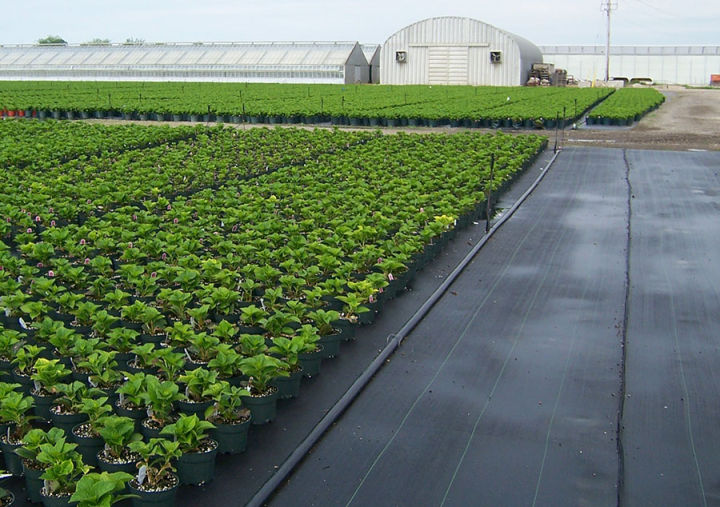 Weed%20Barrier%20Plastic%20Green%20House%20Ground%20Cover%20for%20Home%20Gardening%20Agriculture%203%20Width%20-%201M%20length%20-%20Image%208