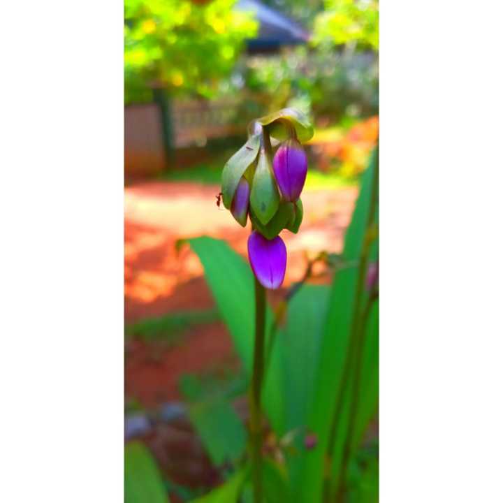 %E0%B6%95%E0%B6%9A%E0%B7%92%E0%B6%A9%E0%B7%8A%20%E0%B6%B8%E0%B6%BD%E0%B7%8A%20%E0%B7%80%E0%B6%9C%E0%B7%8F%20%E0%B6%9A%E0%B6%BB%E0%B6%B8%E0%B7%94%20Let's%20grow%20orchids%20right%20in%20the%20garden%20okid%20flower%20plant%20(%20PLANT)%20-%20Image%206