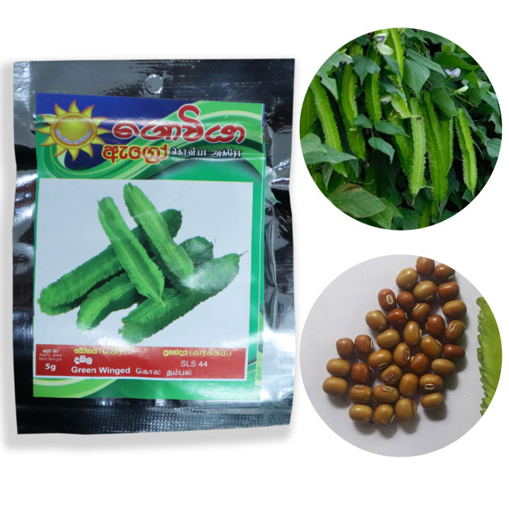Green Winget Dabala Beeja දඹල බීජ Home Garden Agriculture