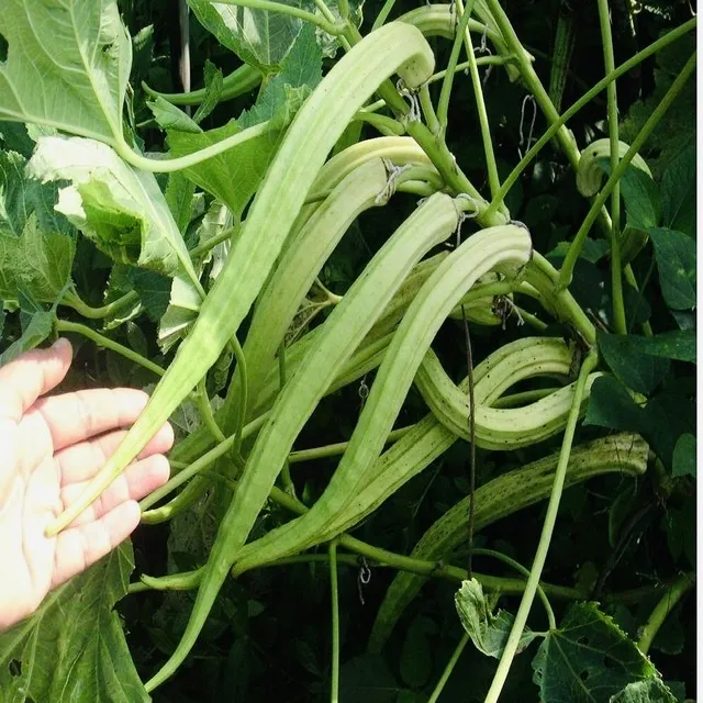 Vegetable%20Seeds%205Packets.%20%E0%B6%B6%E0%B7%93%E0%B6%A2%20%E0%B7%80%E0%B6%BB%E0%B7%8A%E0%B6%9C%205%20%E0%B6%9A%E0%B7%8A.%20-%20Image%206