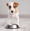 Large 26cm Bowl Stainless Steel Pets Dogs Food Feeder Dog Food Bowl Food Bowls Foods Bowls Dogs Sell Pet Feeders Water Bowl Dog Bowl Dog Plate Food Plate Dog Dish Food Dish Food Dispenser Water Dispenser Food Utensil Puppy Cat Food Water Feeding. 