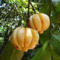 Dried GARCINIA CAMBOGIA Ceylon Natural Organic GORAKA Spices Brindle Berry Gummi. 