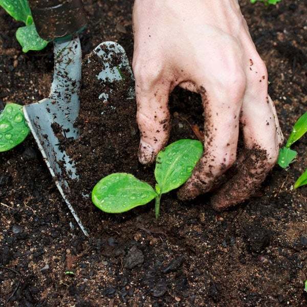 Potting%20Mixture%205Kg%20Soil%20Fertilizer%20Agriculture%20pot%20mix%20badunmisranaya%20-%20Image%202