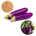 Eggplant Wambatu Deshiya Dham Seeds Gardening Agriculture 2g. 