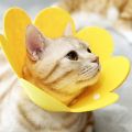 Portable Flower Shaped Dog Protective Collar Adjustable After Surgery Cat Elizabethan Collar Anti-Bite Wound Healing Pet Accessories Cat. 