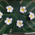 100Pcs White Foam Hawaiian Frangipani Artificial Plumeria Flower Petals Cap Hair Hat Wreath DIY Wedding Decoration 5cm. 