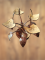 Coconut Shell flower vase Handmade. 
