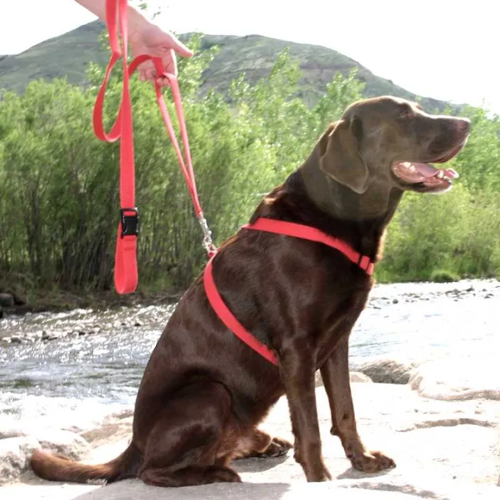 Large%20Adjustable%20Dog%20Harness%20and%20Outdoor%20Walking%20Nylon%20Dog%20Leash%20Lead%20Pets%20Dog%20Sale%20Durable%20Traction%20Training%20Rope%20Dog%20Belt%20Dog%20Chain%20Dog%20Body%20Belt%20Chest%20Belt%20Step-in%20Harness%20Strap%20Stainless%20Steel%20Metal%20Buckle%20Plastic%20Clasp%20Dog%20Collar%20Dog%20Strap%20Dogs%20Belt%20-%20Image%206