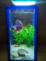 Small glass betta fish tank(1.5L). 