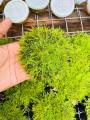 Java moss | low tech | low maintain | non co2. 