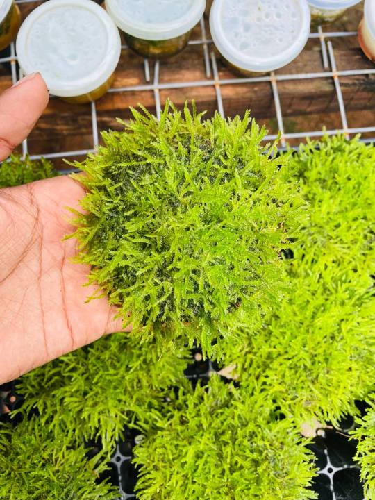 Java%20moss%20%7C%20low%20tech%20%7C%20low%20maintain%20%7C%20non%20co2%20-%20Image%203