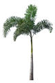 Hybrid FoxTail Palm tree (Small plants) baby plant. 