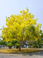 Golden Shower Plant. 