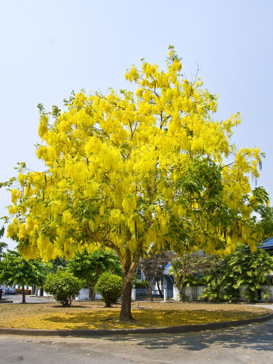 Golden%20Shower%20Plant%20-%20Image%202