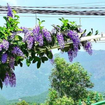 Queen%E2%80%99s%20Wreath%20Plants%20with%20black%20pot%20-%20Image%205