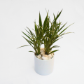 CERES plant with Ceramic Pot - Indoor Plant Décor | Fast Shipping. 